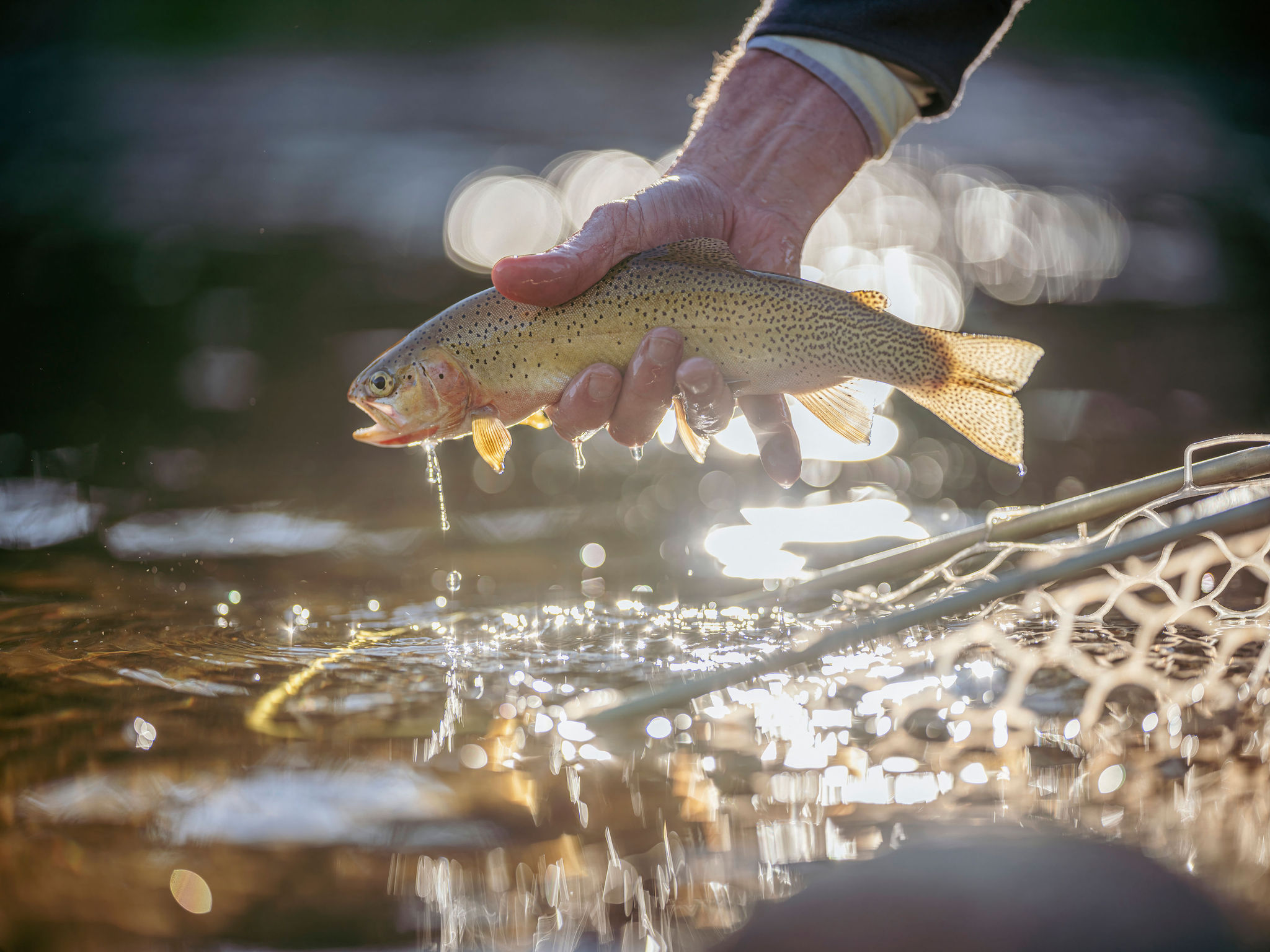 Cutthroat trout release at golden hour